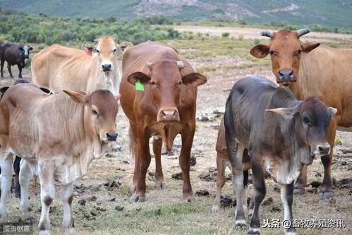 国产牛牛在线一区